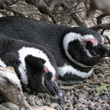 Punta Tombo - Penguins